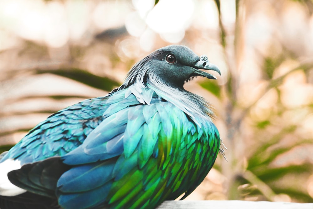Selektives Fokusfoto eines grünen und blauen Vogels