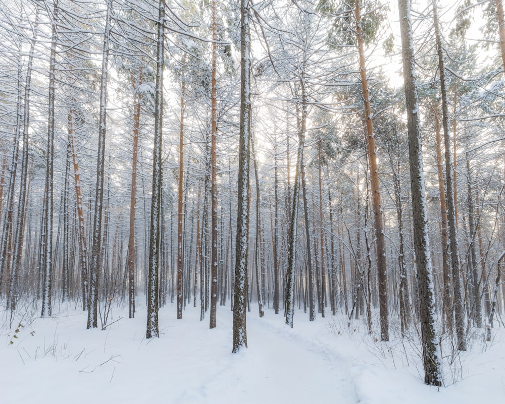 árvores murchas cercadas por neve
