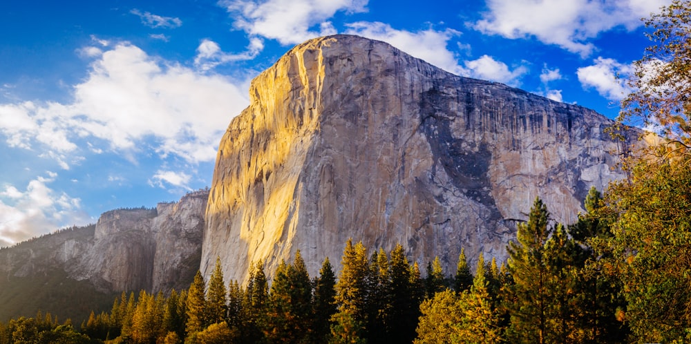 brown rock formation over pine tree forest during day