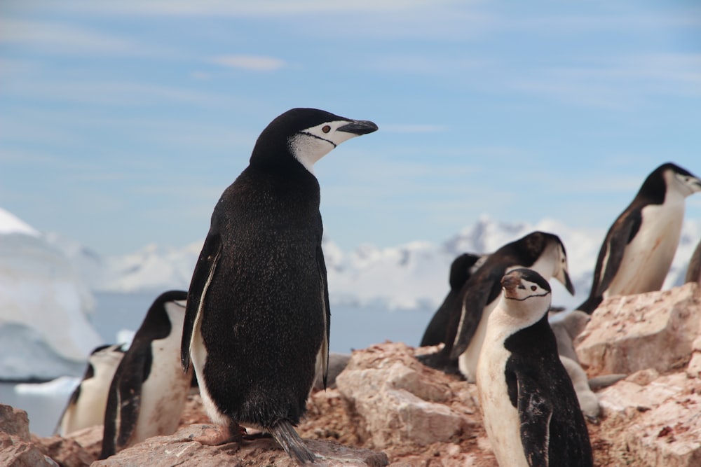 Pingüinos de roca blancos y negros sobre roca gris