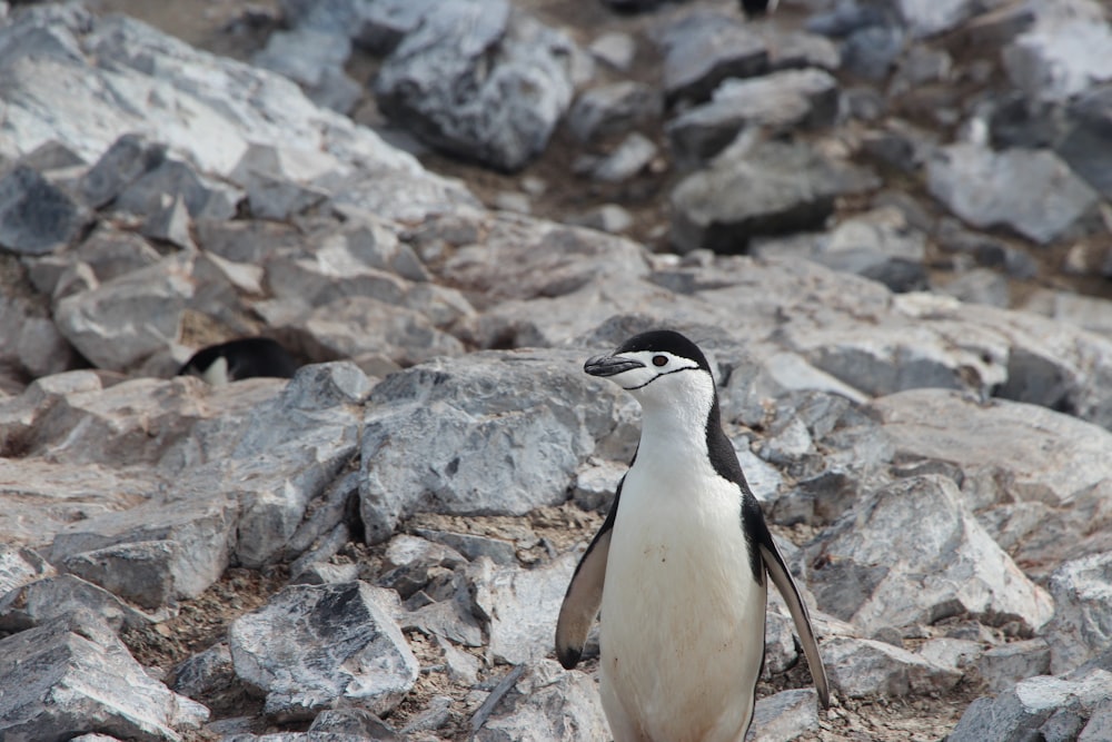 Selektives Fokusfoto von weißem und schwarzem Pinguin, der auf Stein steht