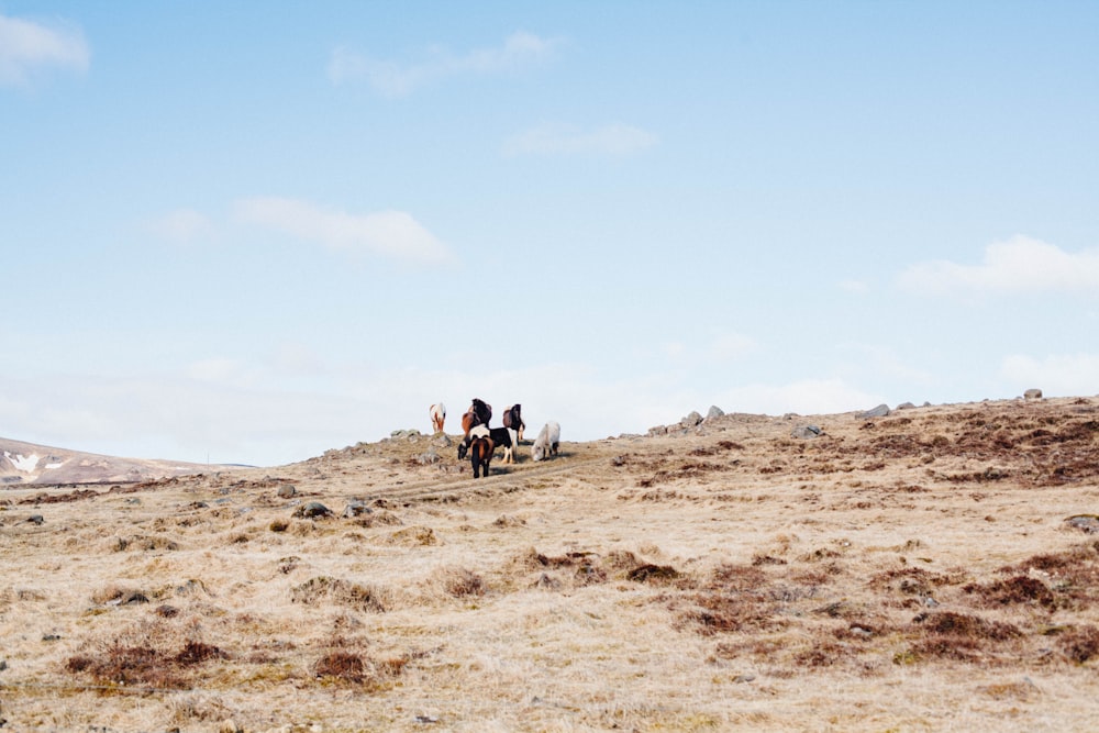 people walking on brown soil under blue sky during daytime