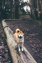 brown and white dog on brown log path in the middle of forest