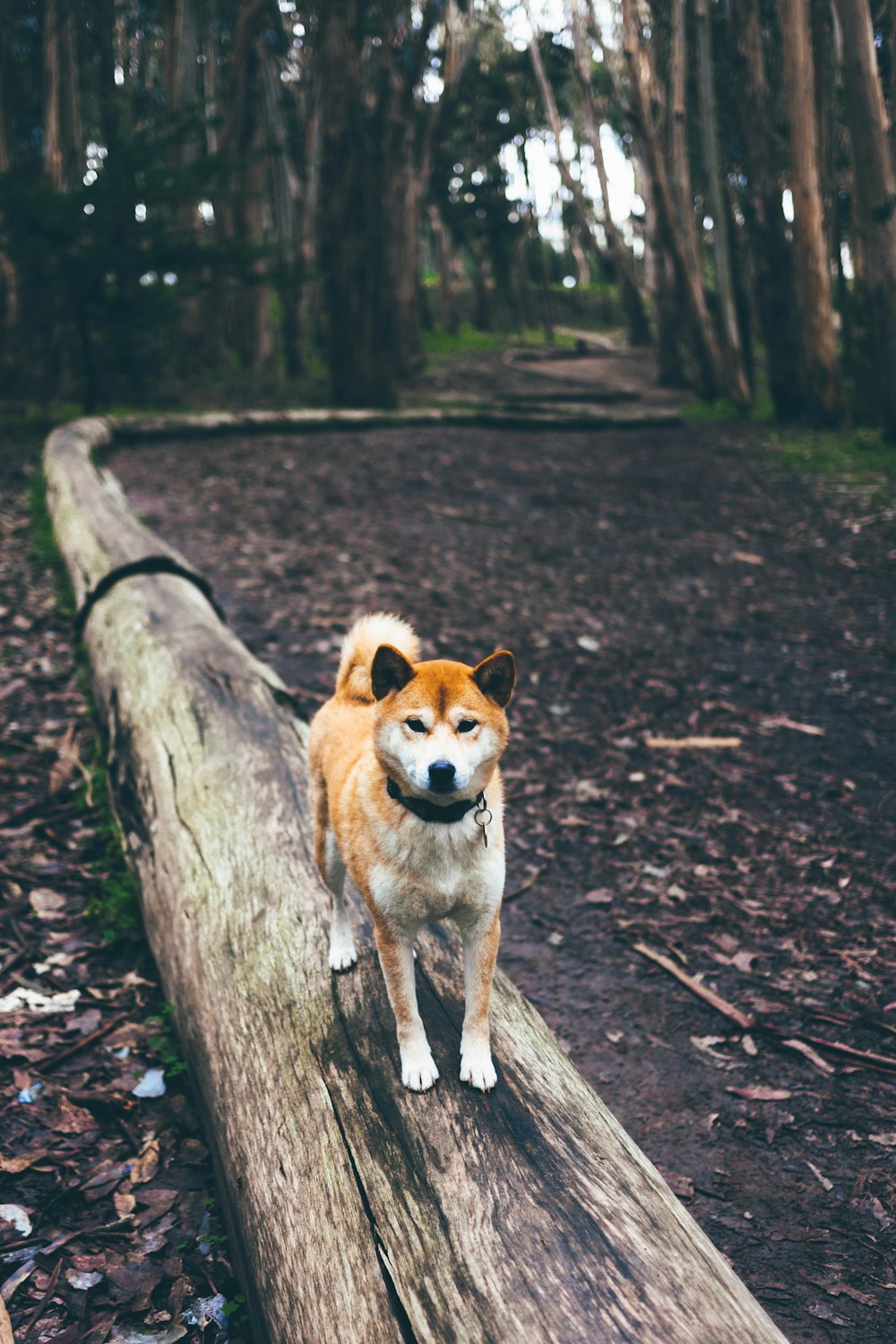 Cão marrom e branco no caminho de tronco marrom no meio da floresta