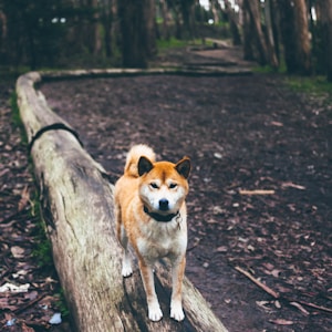 brown and white dog on brown log path in the middle of forest