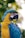 close up of a yellow and blue macaw