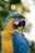 close up of a yellow and blue macaw