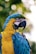 close up of a yellow and blue macaw