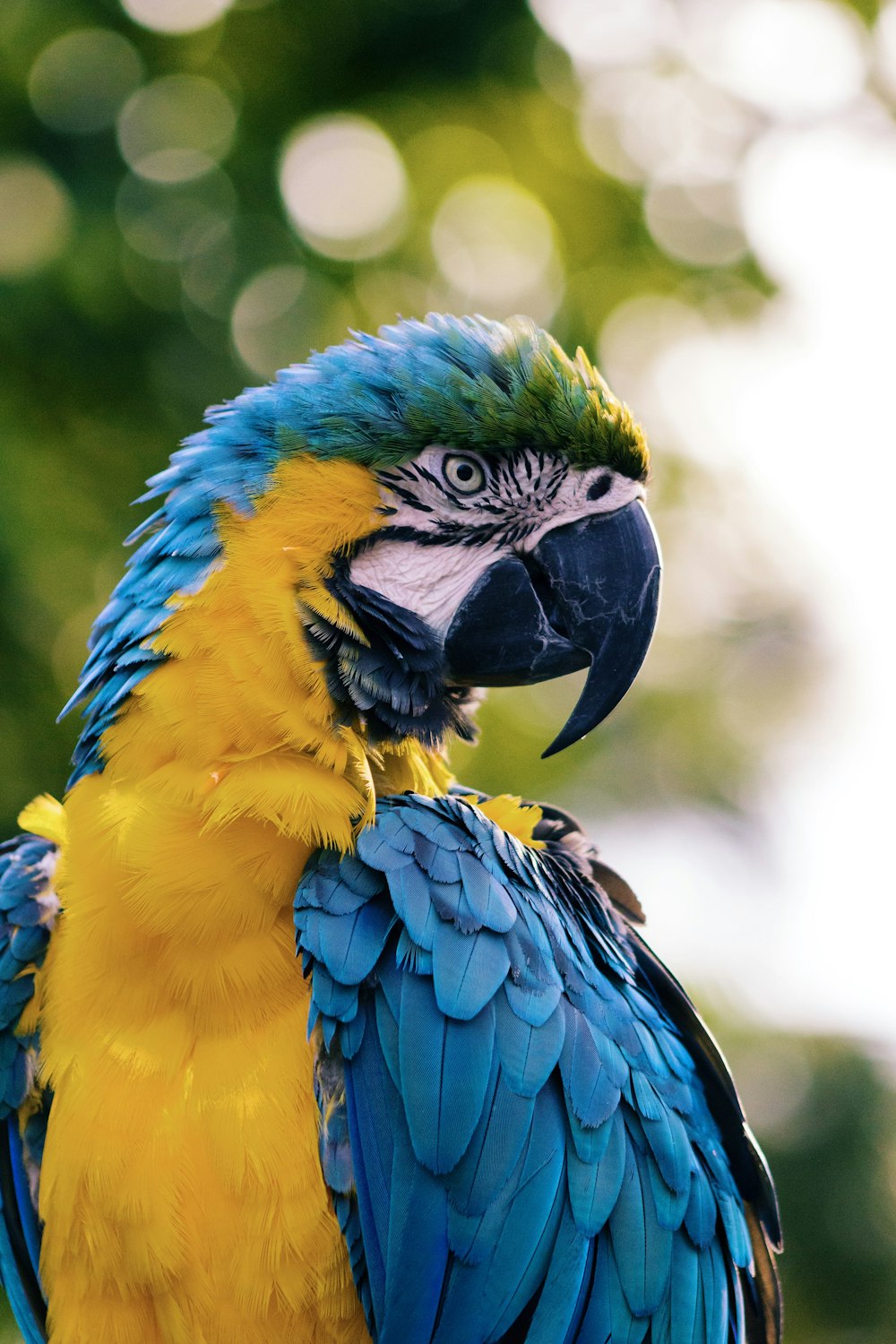 Primer plano de un guacamayo amarillo y azul