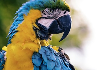 close up of a yellow and blue macaw