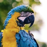 close up of a yellow and blue macaw