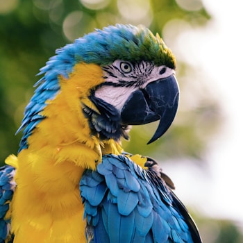 close up of a yellow and blue macaw