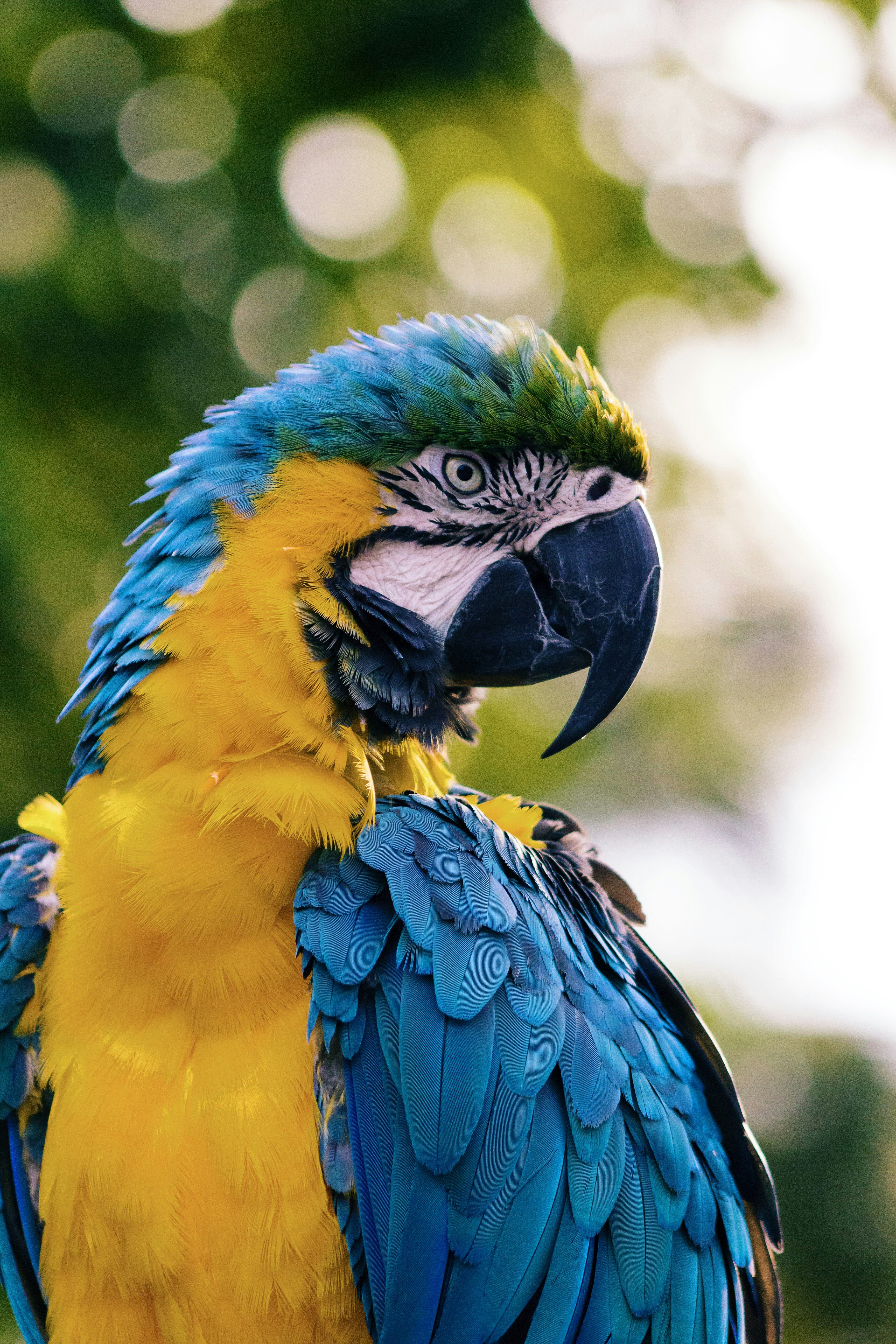 Preventing Wildlife Smuggling with AI