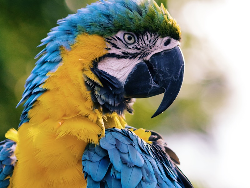 African Grey Parrot