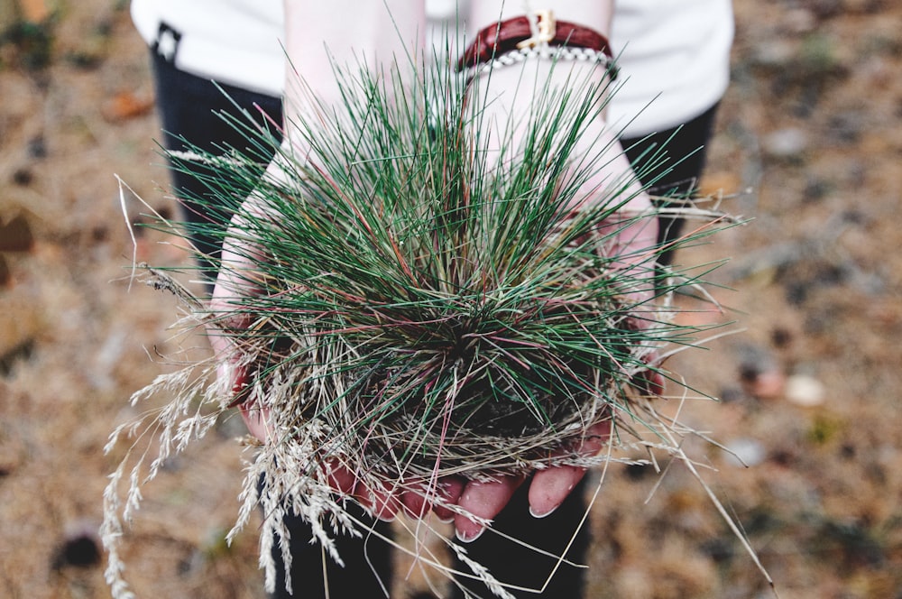 personne tenant une plante verte à l’extérieur