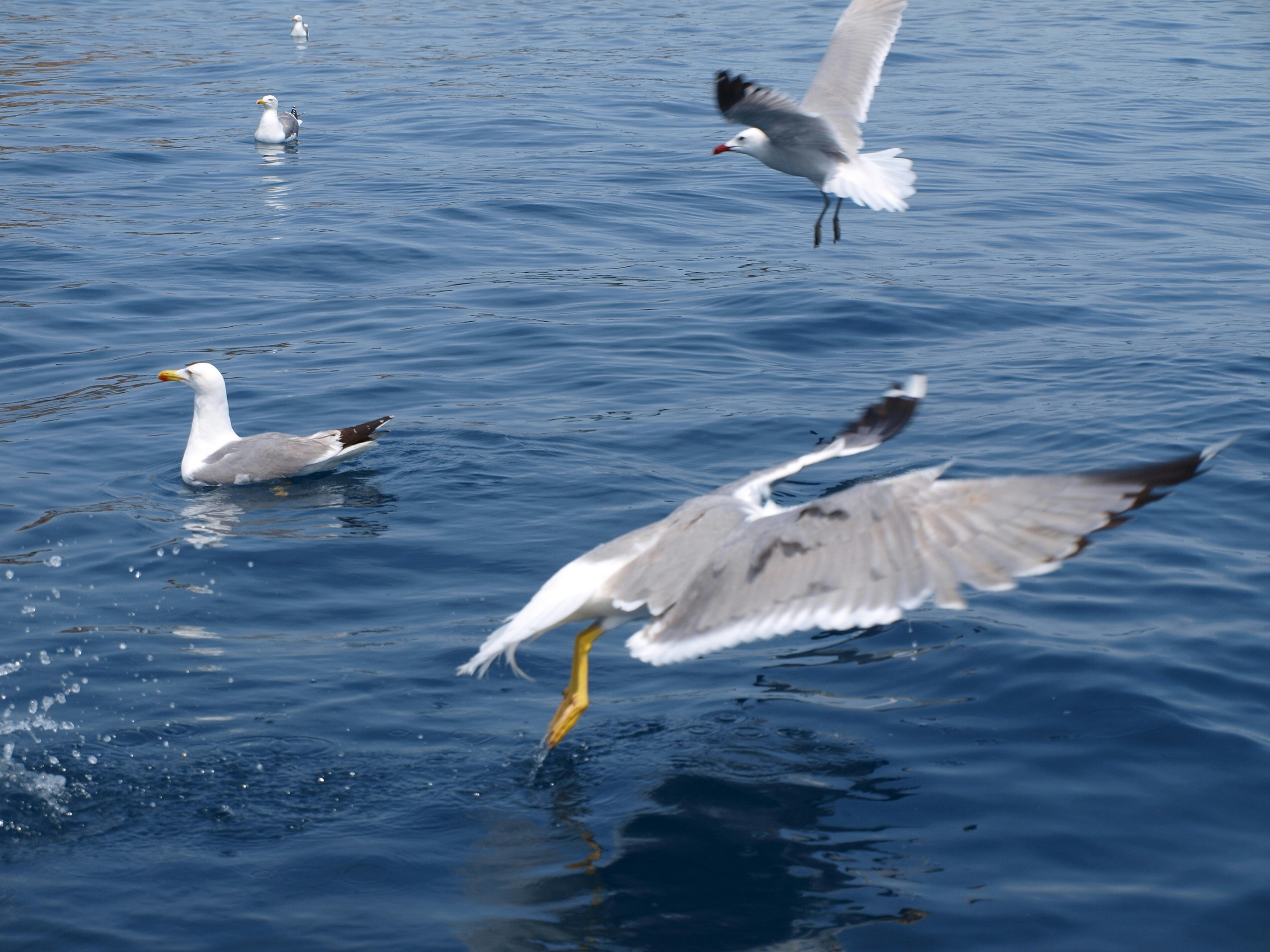 Free Unsplash photo from Aliccia García