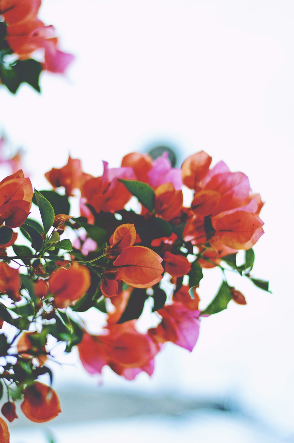 Fotografía de primer plano de flores de buganvilla naranja