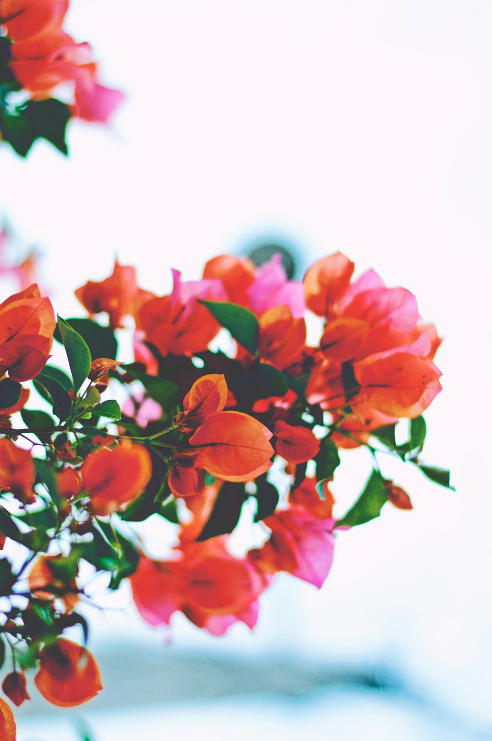 closeup photography of orange bougainvillea flowers