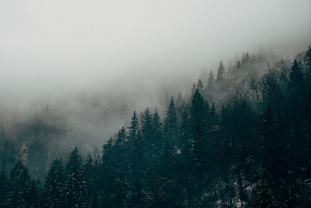 aerial photography of pine trees with mist