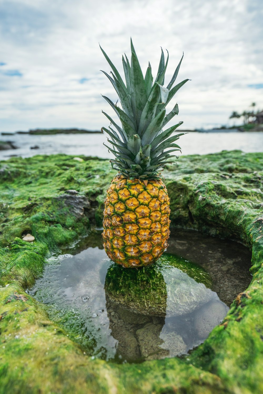 ananas jaune et vert sur roche verte entourée d’eau pendant la journée