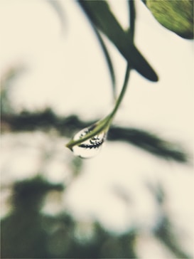 A close-up view of a small droplet hanging from a leaf, with the background heavily blurred. The droplet reflects an inverted image of the surrounding environment, creating a focus on the intricate details within the droplet.