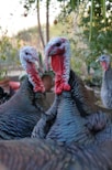 herd of turkey animal surrounded by forest
