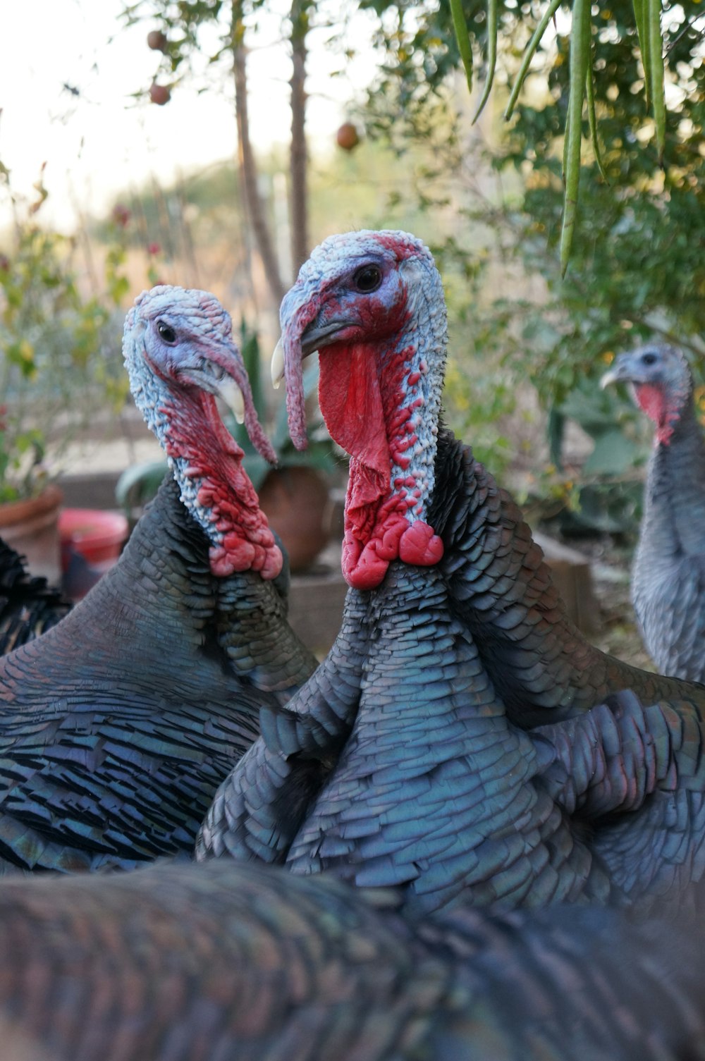 Manada de animales de pavo rodeados de bosque