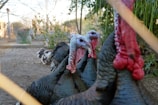 A group of turkeys standing closely together in an outdoor setting. Their heads and necks are prominently displayed with red wattles, and they have dark feathers. The background includes blurry vegetation and fencing.