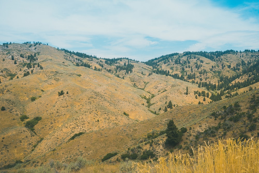 green trees over valley of mountains