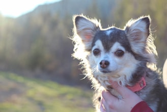 A small, fluffy dog with a thick coat and large ears is being gently held by a person wearing a red sweater. The dog has a pink collar and is looking attentively to the side. The background is a blurred natural setting with soft lighting suggesting it's taken during dusk or dawn.