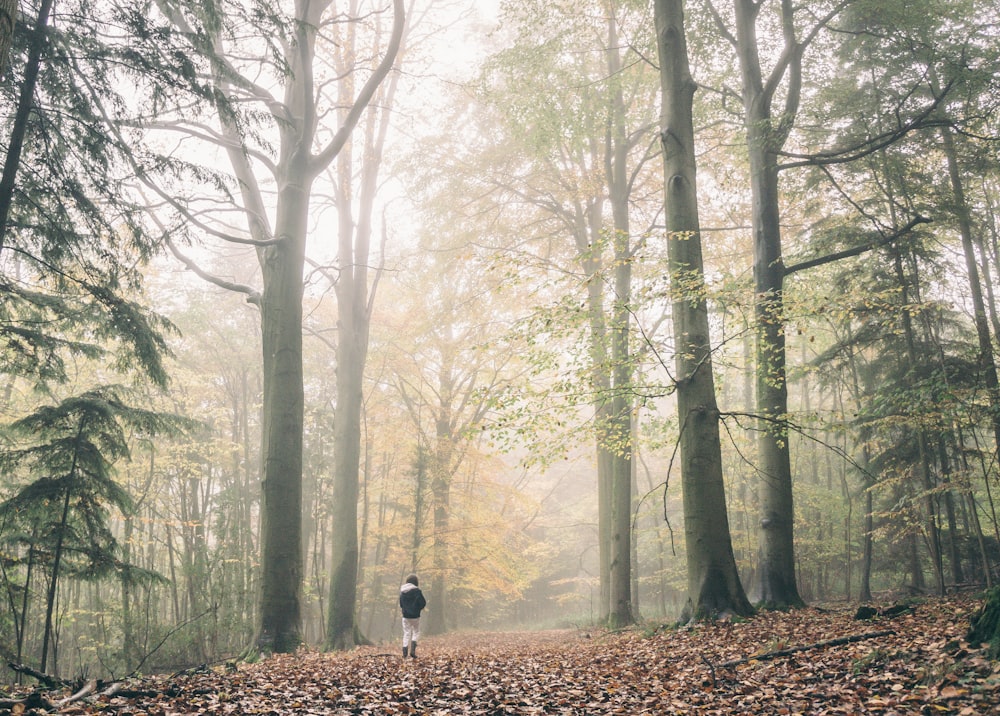 person in the middle of fogged forest