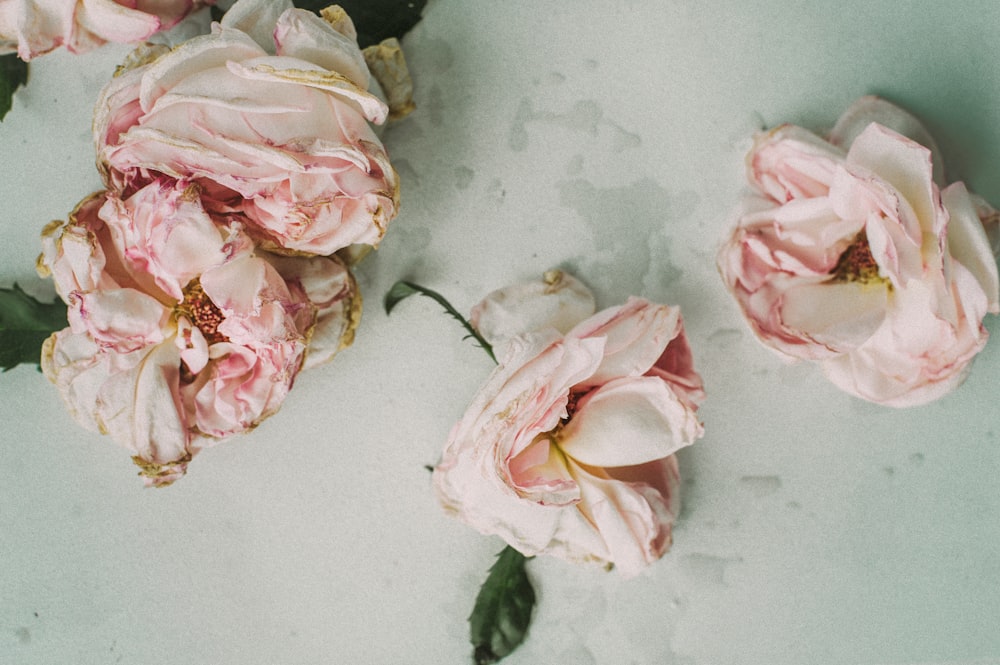 An overhead shot of wilting pink rose flowers on a white surface