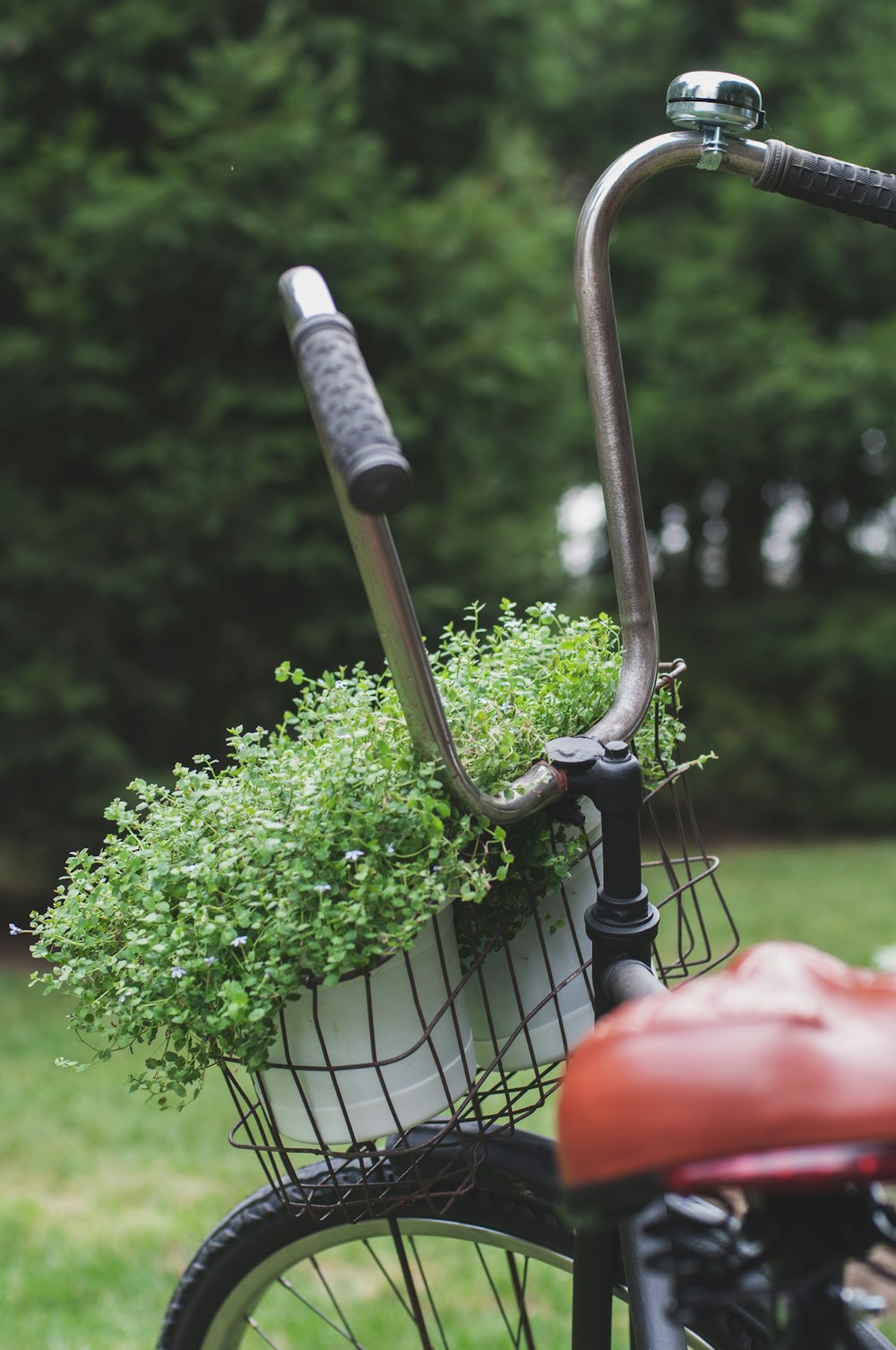 close-up photography of black bicycle carrying pot of green plants