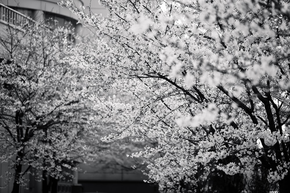 grayscale photo of cherry blossom