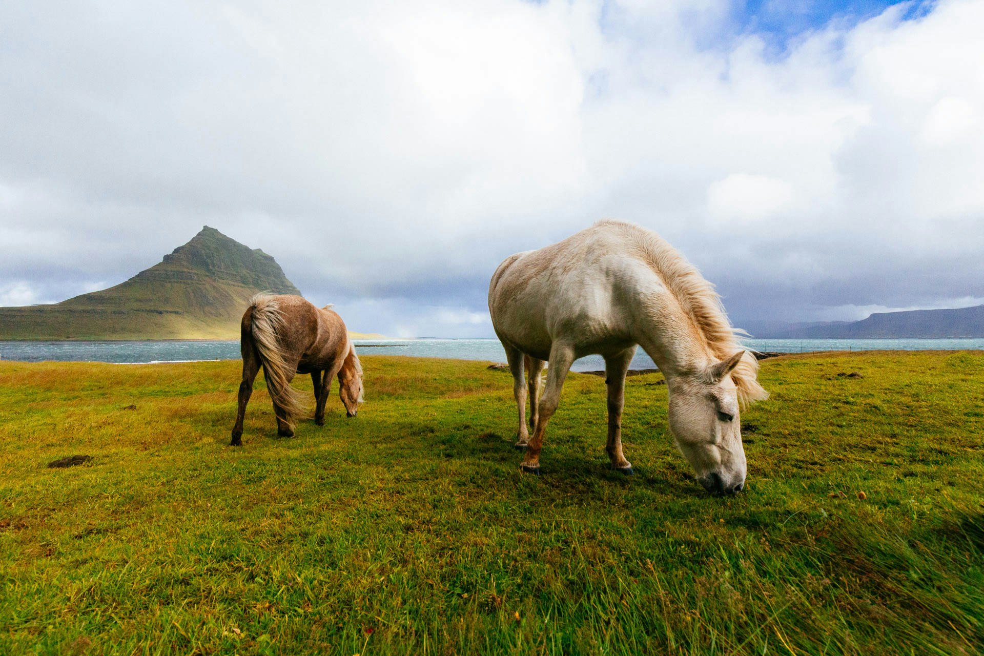 Two horses grazing by a lake