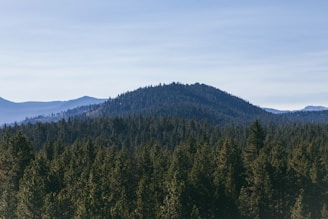 A serene landscape featuring a dense forest of evergreen trees in the foreground with a series of gently rolling hills and mountains in the background under a clear blue sky.