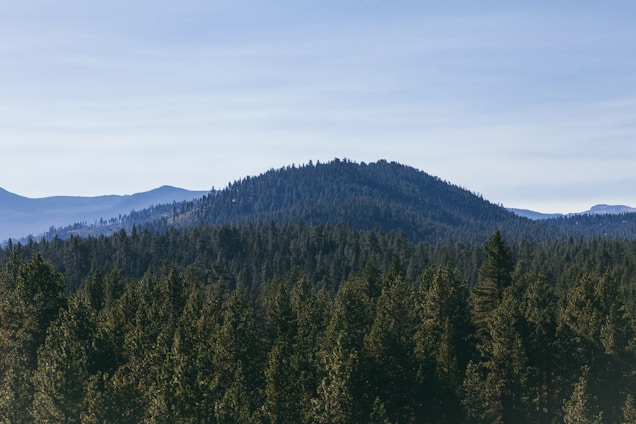 A serene forest landscape featuring eucalyptus trees under a clear blue sky.