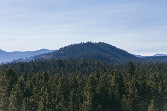 A serene forest landscape with workers carefully tending to trees under a clear sky.