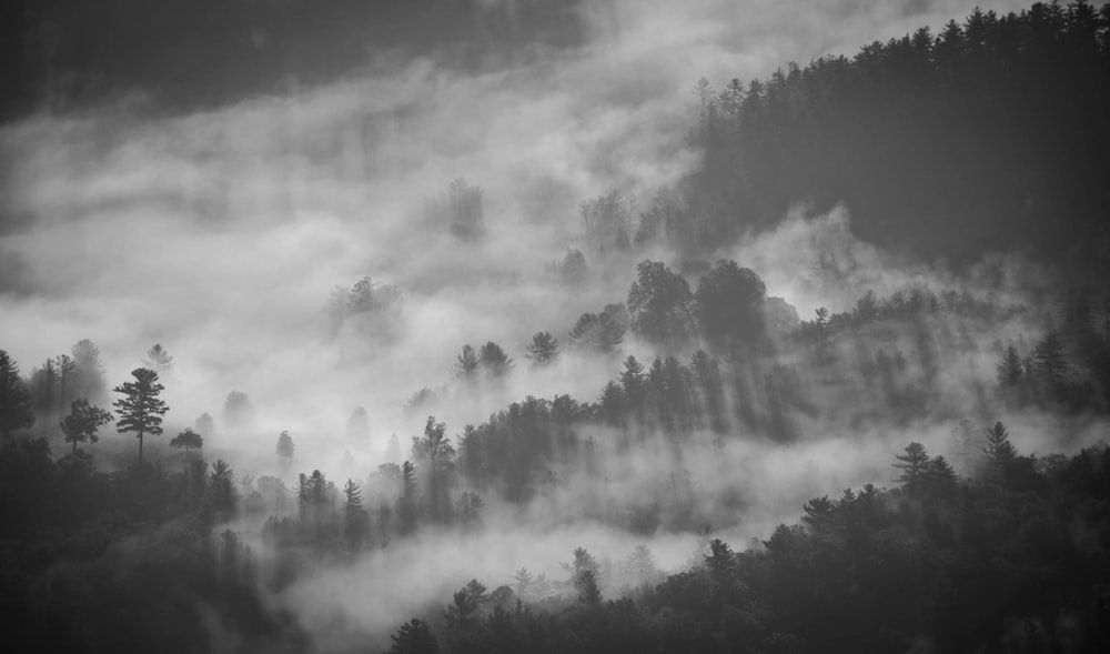 silhouette of trees cover with fog photography