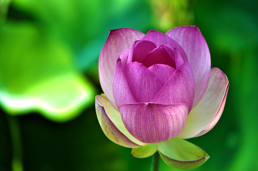 photo of pink and white petal flower