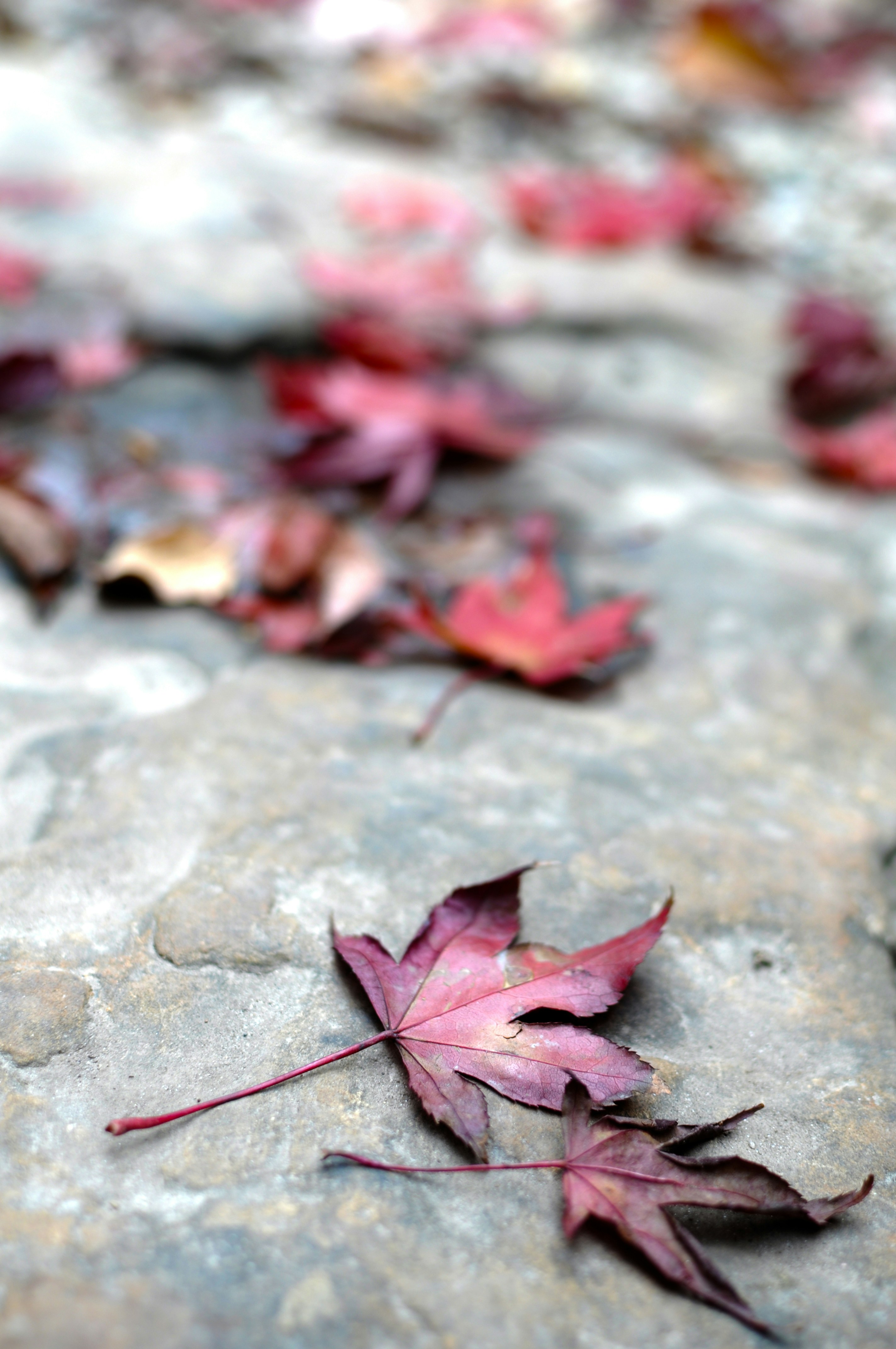 Free Unsplash photo from Daniel Holtzhouse