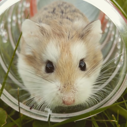 Close up of Roborovski hamster in a tube