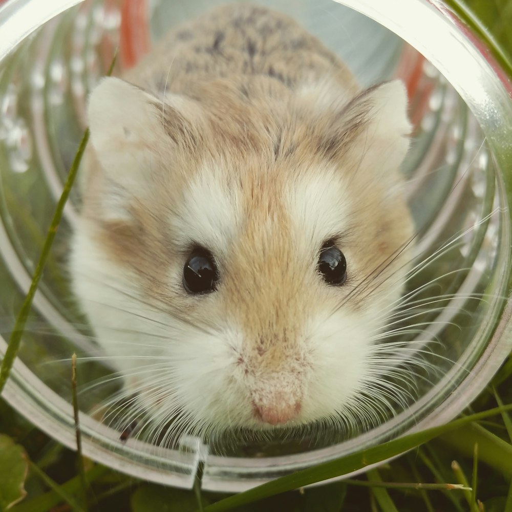 ガラスのコップの茶色のハムスターのクローズアップ写真