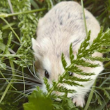 A tiny 2D animated hamster exploring colorful flowers near a cozy wooden bench.