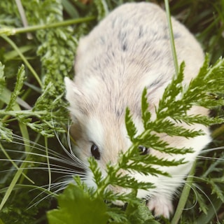 A small, fluffy hamster is nestled among lush green foliage, peering curiously through the leaves. Its fur is a mix of cream and white, and its whiskers subtly blend with the surrounding greenery.