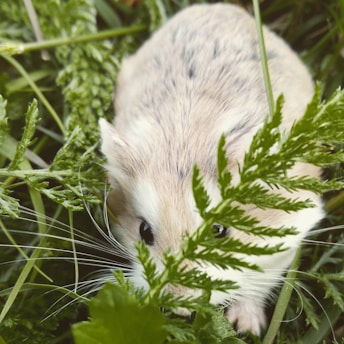 A small, fluffy hamster is nestled among lush green foliage, peering curiously through the leaves. Its fur is a mix of cream and white, and its whiskers subtly blend with the surrounding greenery.