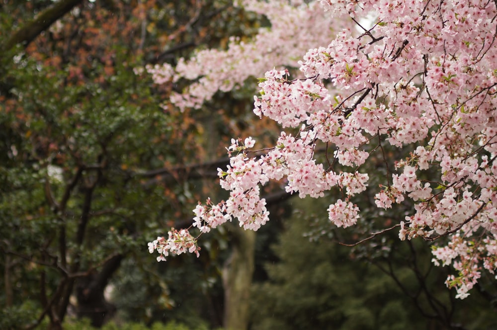 昼間のピンクの花木のクローズアップ写真