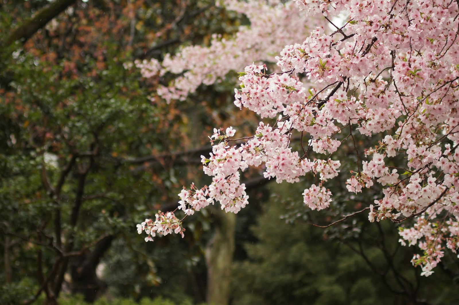 Minolta AF 70-210mm F4 Macro sample photo. Pink flowering tree closeup photography