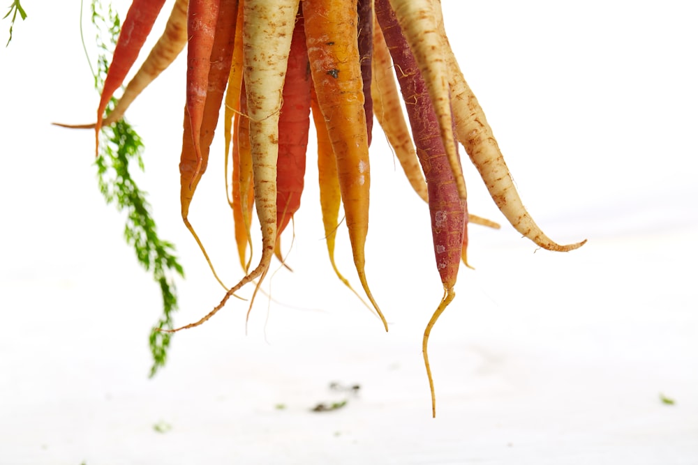 carrots and radishs