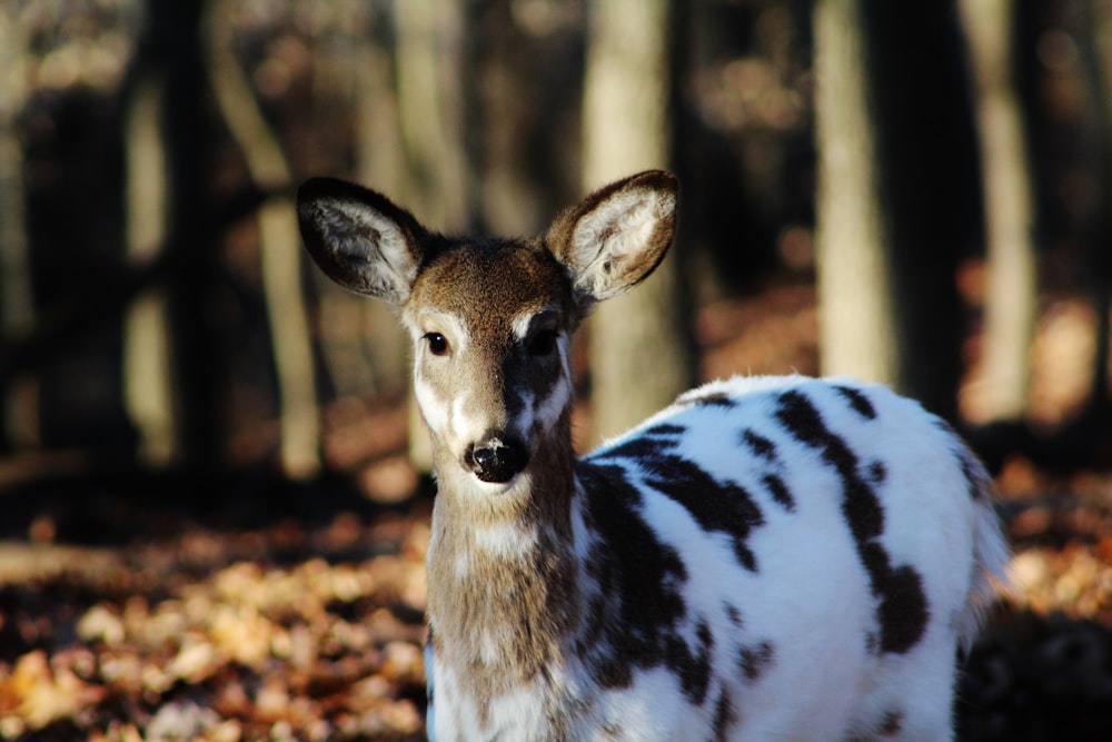 black and white deer